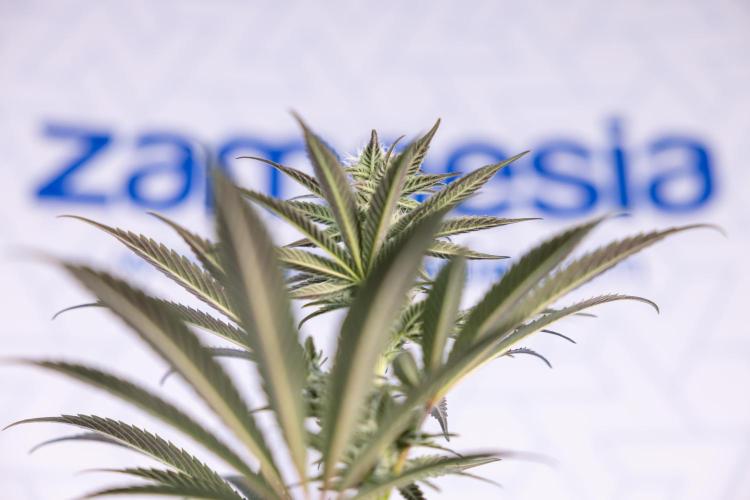 L.A. KUSH Cake #2 - Zamnesia x B&B. Week 6 - L.A. Kush Cake - No Techniques - 3rd Week Bloom