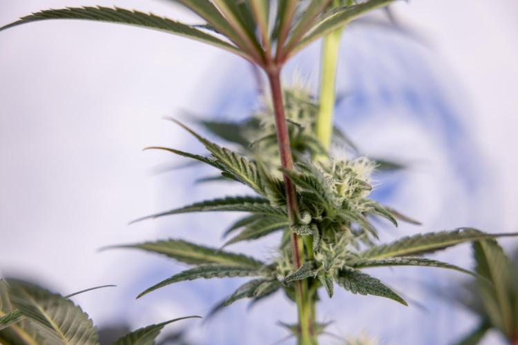 L.A. KUSH Cake #2 - Zamnesia x B&B. Week 6 - L.A. Kush Cake - No Techniques - 3rd Week Bloom