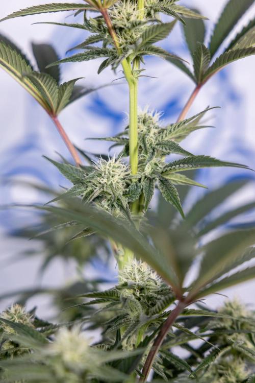 L.A. KUSH Cake #2 - Zamnesia x B&B. Week 6 - L.A. Kush Cake - No Techniques - 3rd Week Bloom