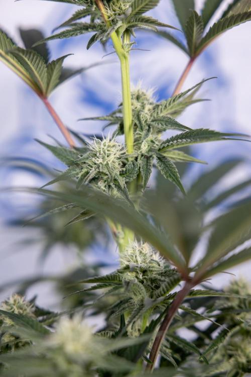 L.A. KUSH Cake #2 - Zamnesia x B&B. Week 6 - L.A. Kush Cake - No Techniques - 3rd Week Bloom