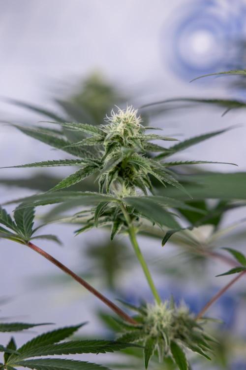 L.A. KUSH Cake #2 - Zamnesia x B&B. Week 6 - L.A. Kush Cake - No Techniques - 3rd Week Bloom