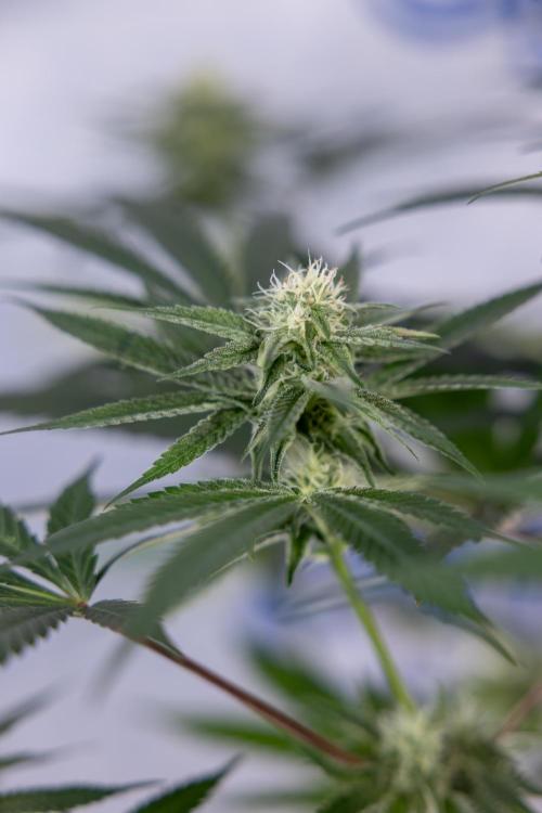 L.A. KUSH Cake #2 - Zamnesia x B&B. Week 6 - L.A. Kush Cake - No Techniques - 3rd Week Bloom