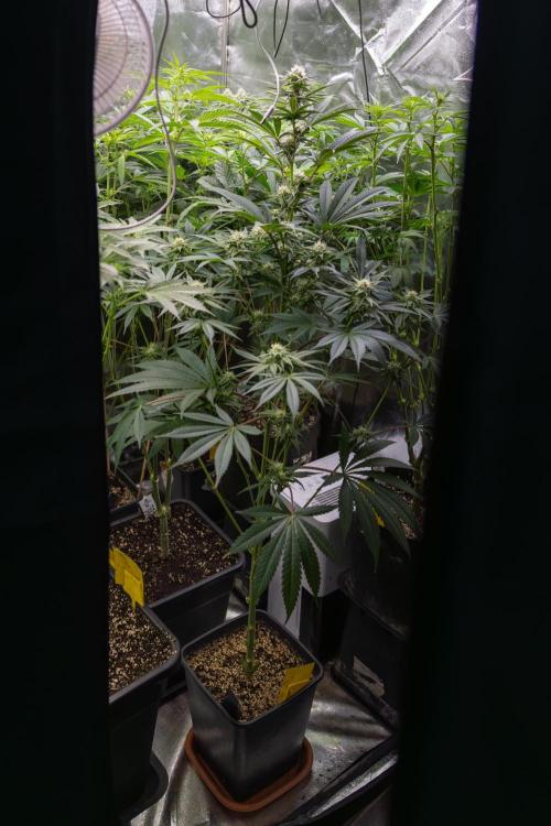 L.A. KUSH Cake #2 - Zamnesia x B&B. Week 6 - Zamnesia x Plagron photoperiodic Box 2