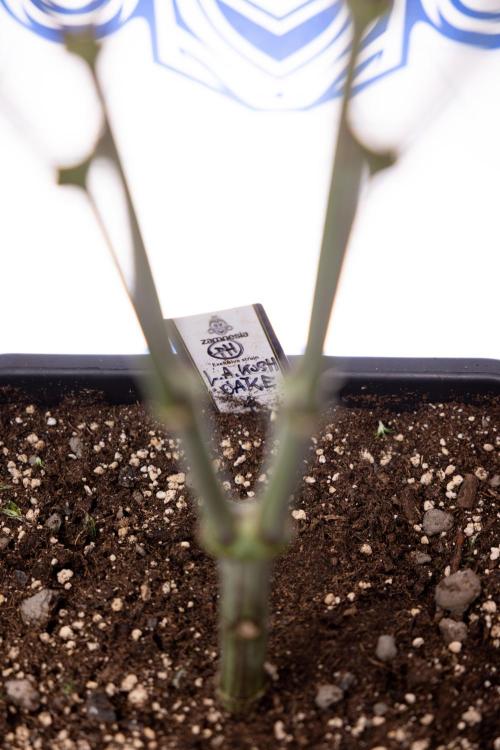 L.A. KUSH Cake #1 - Zamnesia x B&B. Week 8 - L.A. Kush Cake #1 - Topping x 32 - 1st Week Bloom