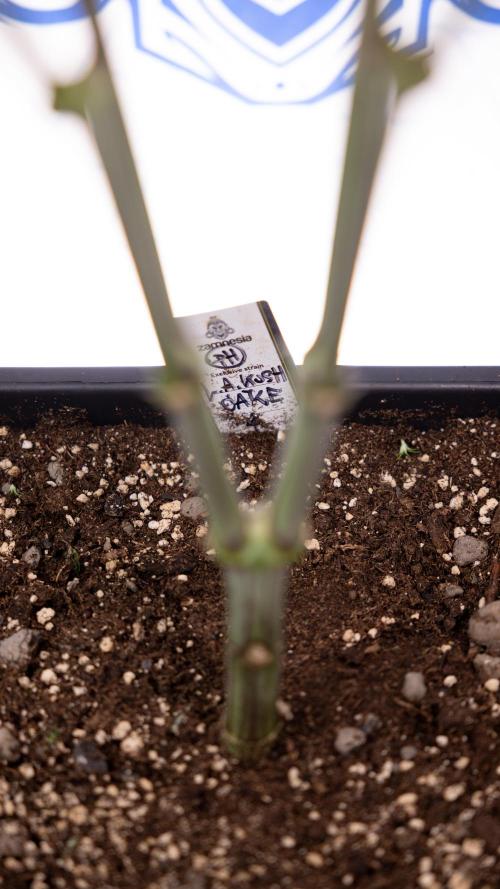 L.A. KUSH Cake #1 - Zamnesia x B&B. Week 8 - L.A. Kush Cake #1 - Topping x 32 - 1st Week Bloom