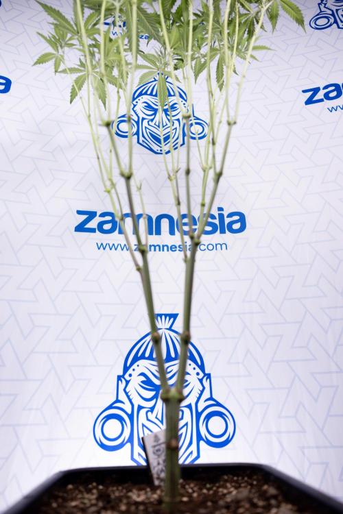 L.A. KUSH Cake #1 - Zamnesia x B&B. Week 8 - L.A. Kush Cake #1 - Topping x 32 - 1st Week Bloom