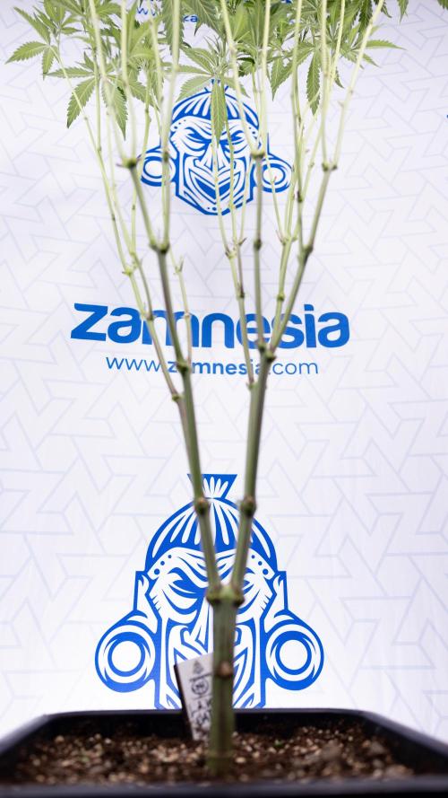 L.A. KUSH Cake #1 - Zamnesia x B&B. Week 8 - L.A. Kush Cake #1 - Topping x 32 - 1st Week Bloom