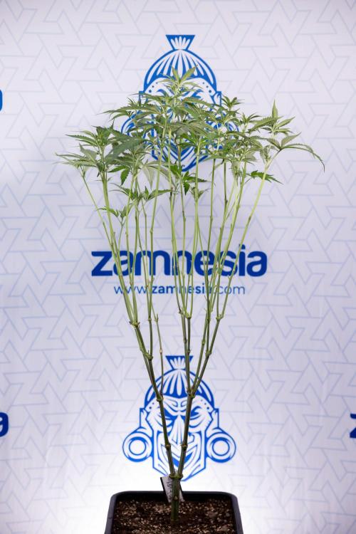 L.A. KUSH Cake #1 - Zamnesia x B&B. Week 8 - L.A. Kush Cake #1 - Topping x 32 - 1st Week Bloom