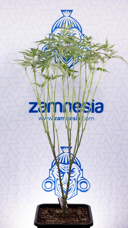 L.A. KUSH Cake #1 - Zamnesia x B&B. Week 8 - L.A. Kush Cake #1 - Topping x 32 - 1st Week Bloom