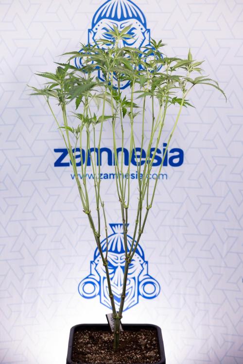 L.A. KUSH Cake #1 - Zamnesia x B&B. Week 8 - L.A. Kush Cake #1 - Topping x 32 - 1st Week Bloom