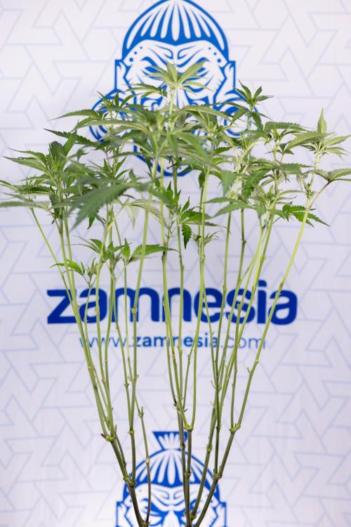 L.A. KUSH Cake #1 - Zamnesia x B&B. Week 8 - L.A. Kush Cake #1 - Topping x 32 - 1st Week Bloom