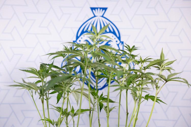 L.A. KUSH Cake #1 - Zamnesia x B&B. Week 8 - L.A. Kush Cake #1 - Topping x 32 - 1st Week Bloom