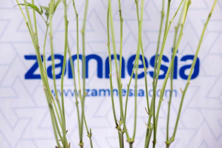 L.A. KUSH Cake #1 - Zamnesia x B&B. Week 8 - L.A. Kush Cake #1 - Topping x 32 - 1st Week Bloom