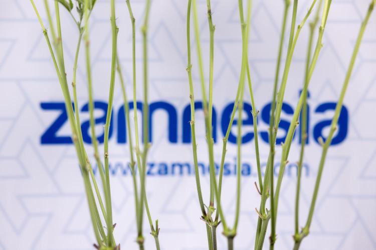 L.A. KUSH Cake #1 - Zamnesia x B&B. Week 8 - L.A. Kush Cake #1 - Topping x 32 - 1st Week Bloom