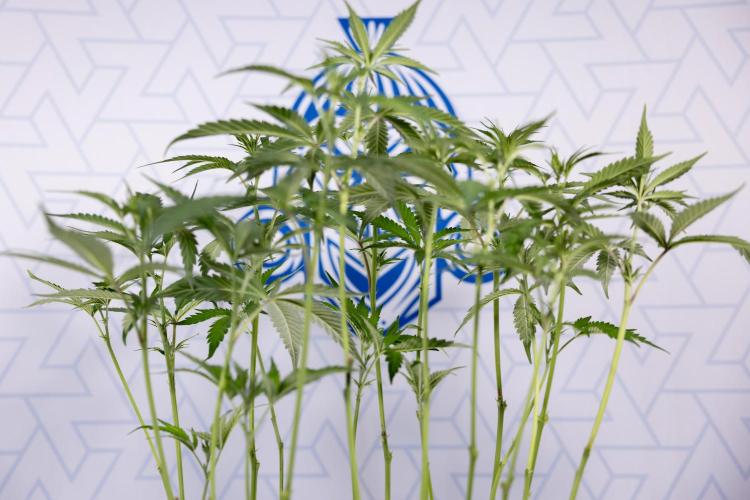 L.A. KUSH Cake #1 - Zamnesia x B&B. Week 8 - L.A. Kush Cake #1 - Topping x 32 - 1st Week Bloom