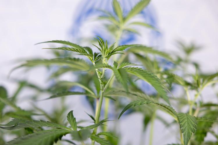 L.A. KUSH Cake #1 - Zamnesia x B&B. Week 8 - L.A. Kush Cake #1 - Topping x 32 - 1st Week Bloom