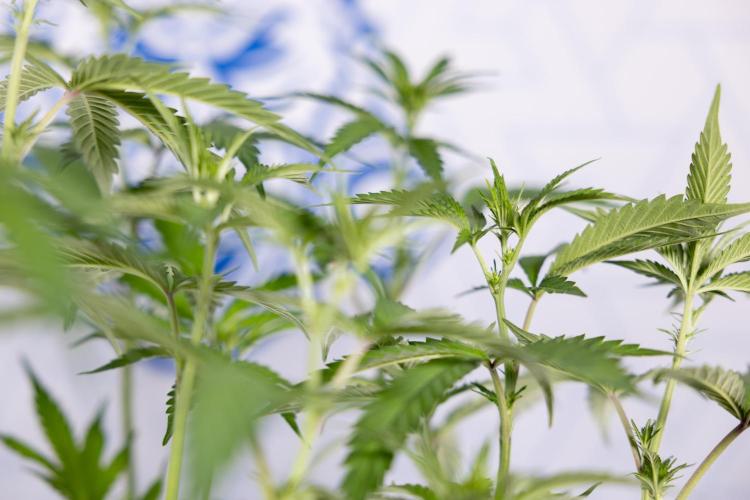 L.A. KUSH Cake #1 - Zamnesia x B&B. Week 8 - L.A. Kush Cake #1 - Topping x 32 - 1st Week Bloom