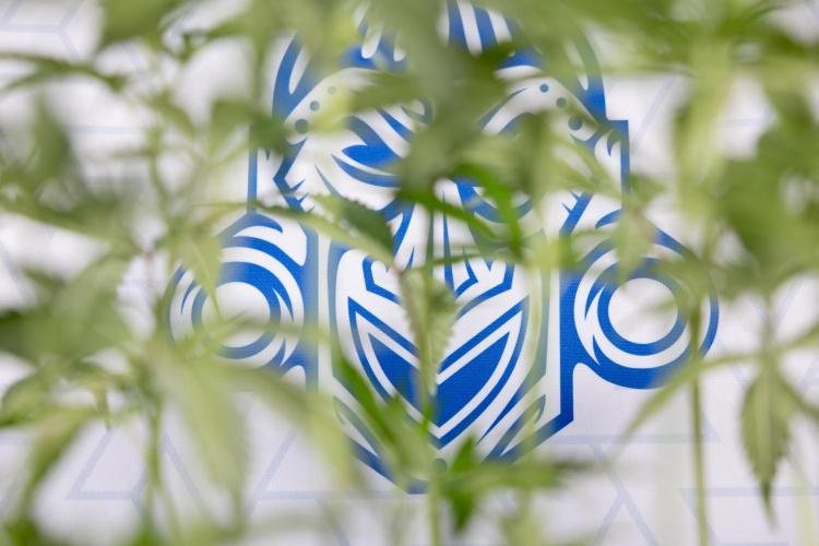 L.A. KUSH Cake #1 - Zamnesia x B&B. Week 8 - L.A. Kush Cake #1 - Topping x 32 - 1st Week Bloom