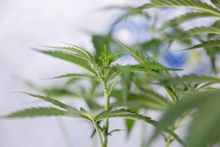 L.A. KUSH Cake #1 - Zamnesia x B&B. Week 8 - L.A. Kush Cake #1 - Topping x 32 - 1st Week Bloom