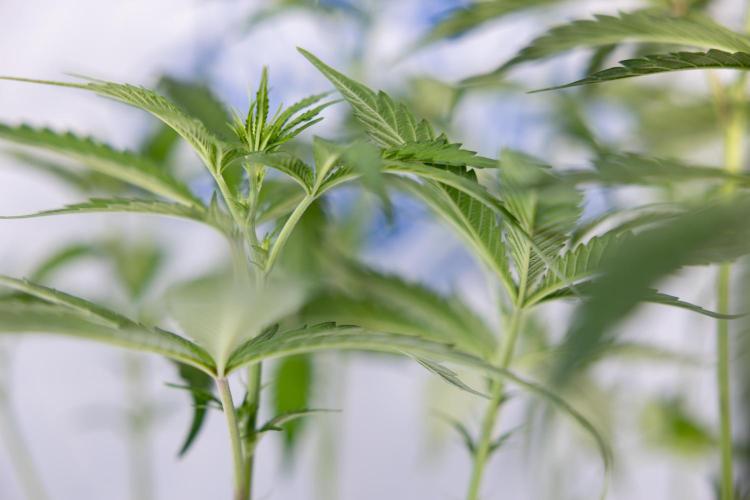 L.A. KUSH Cake #1 - Zamnesia x B&B. Week 8 - L.A. Kush Cake #1 - Topping x 32 - 1st Week Bloom