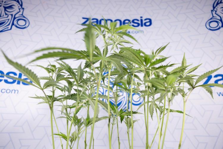 L.A. KUSH Cake #1 - Zamnesia x B&B. Week 8 - L.A. Kush Cake #1 - Topping x 32 - 1st Week Bloom