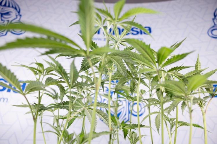 L.A. KUSH Cake #1 - Zamnesia x B&B. Week 8 - L.A. Kush Cake #1 - Topping x 32 - 1st Week Bloom