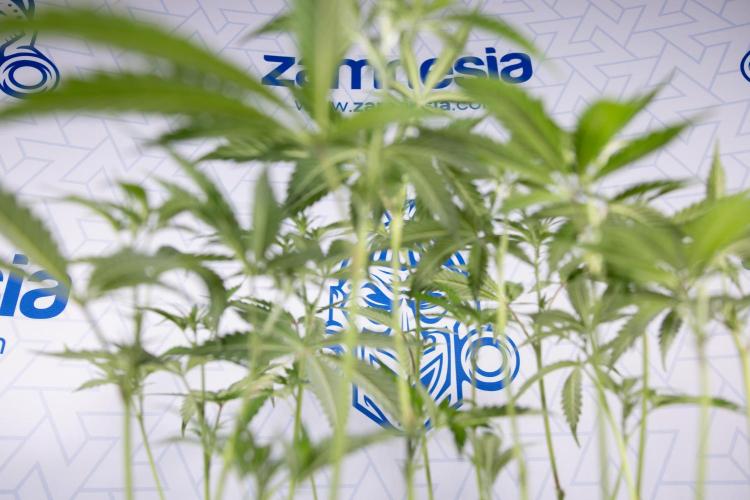 L.A. KUSH Cake #1 - Zamnesia x B&B. Week 8 - L.A. Kush Cake #1 - Topping x 32 - 1st Week Bloom