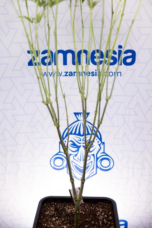 L.A. KUSH Cake #1 - Zamnesia x B&B. Week 8 - L.A. Kush Cake #1 - Topping x 32 - 1st Week Bloom