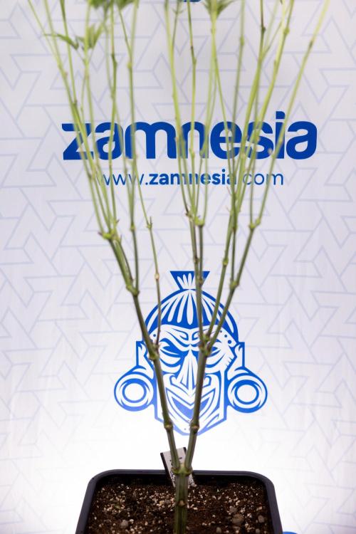 L.A. KUSH Cake #1 - Zamnesia x B&B. Week 8 - L.A. Kush Cake #1 - Topping x 32 - 1st Week Bloom