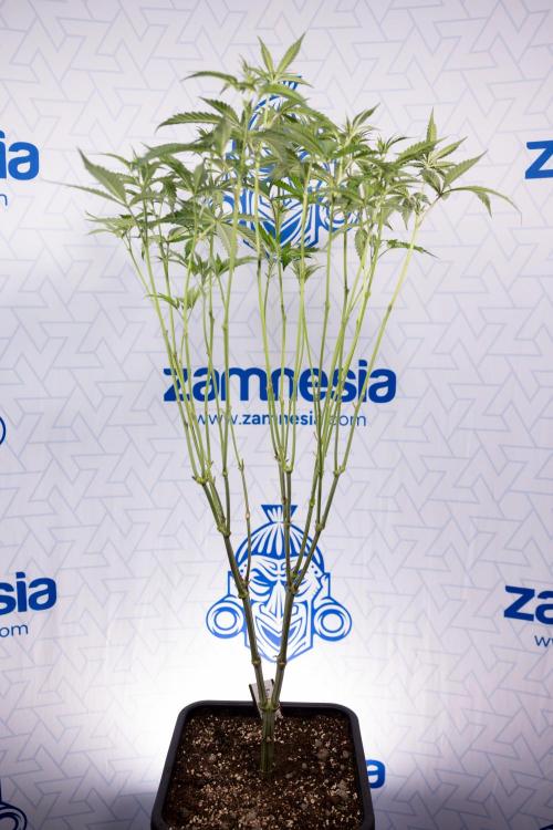 L.A. KUSH Cake #1 - Zamnesia x B&B. Week 8 - L.A. Kush Cake #1 - Topping x 32 - 1st Week Bloom