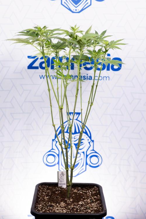 L.A. KUSH Cake #1 - Zamnesia x B&B. Week 8 - L.A. Kush Cake #1 - Topping x 32 - 1st Week Bloom