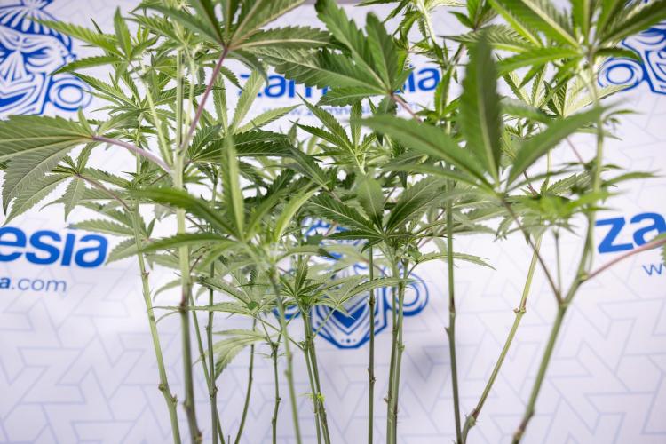 Tropicana Cookies #2 - Zamnesia x B&B. Week 8 - Tropicana Cookies #2 - Topping x 16 - 1st Week Bloom