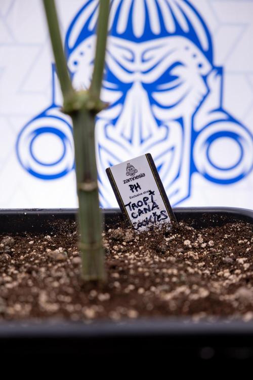 Tropicana Cookies #2 - Zamnesia x B&B. Week 8 - Tropicana Cookies #2 - Topping x 16 - 1st Week Bloom