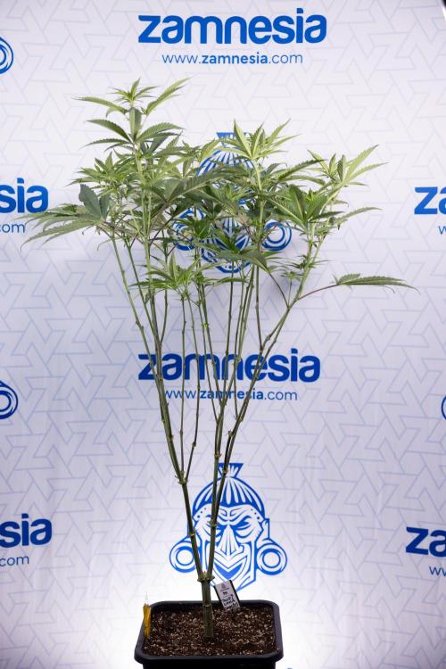 Tropicana Cookies #2 - Zamnesia x B&B. Week 8 - Tropicana Cookies #2 - Topping x 16 - 1st Week Bloom