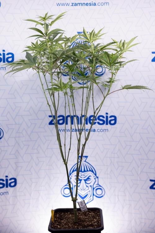 Tropicana Cookies #2 - Zamnesia x B&B. Week 8 - Tropicana Cookies #2 - Topping x 16 - 1st Week Bloom