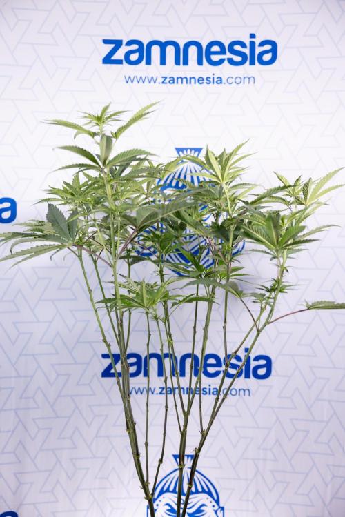 Tropicana Cookies #2 - Zamnesia x B&B. Week 8 - Tropicana Cookies #2 - Topping x 16 - 1st Week Bloom