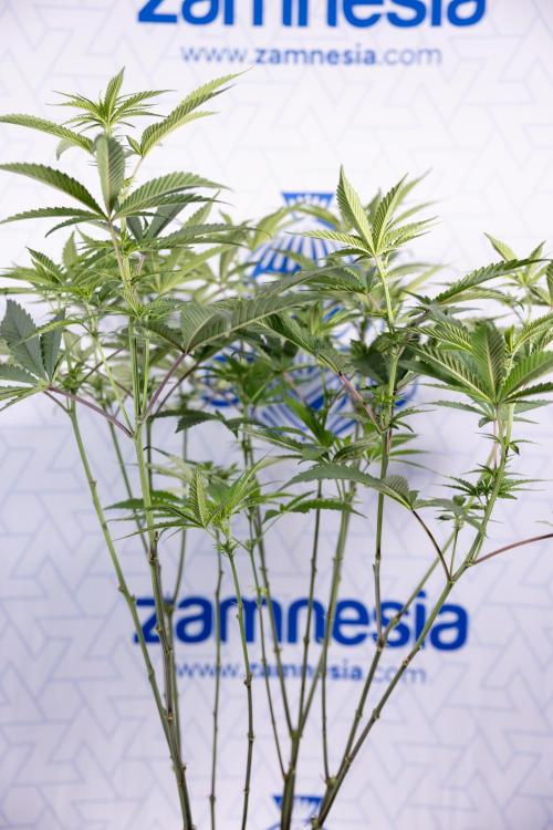 Tropicana Cookies #2 - Zamnesia x B&B. Week 8 - Tropicana Cookies #2 - Topping x 16 - 1st Week Bloom