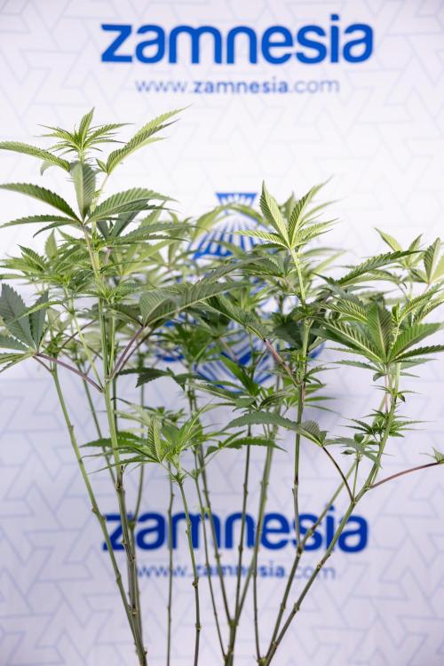 Tropicana Cookies #2 - Zamnesia x B&B. Week 8 - Tropicana Cookies #2 - Topping x 16 - 1st Week Bloom