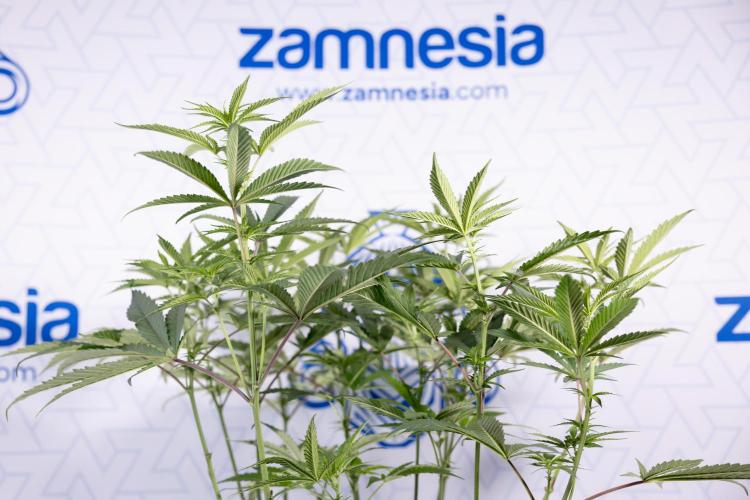 Tropicana Cookies #2 - Zamnesia x B&B. Week 8 - Tropicana Cookies #2 - Topping x 16 - 1st Week Bloom