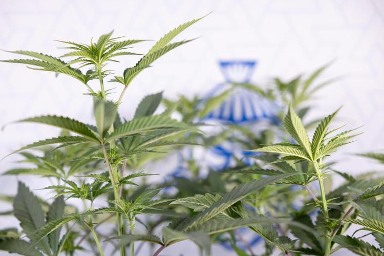 Tropicana Cookies #2 - Zamnesia x B&B. Week 8 - Tropicana Cookies #2 - Topping x 16 - 1st Week Bloom