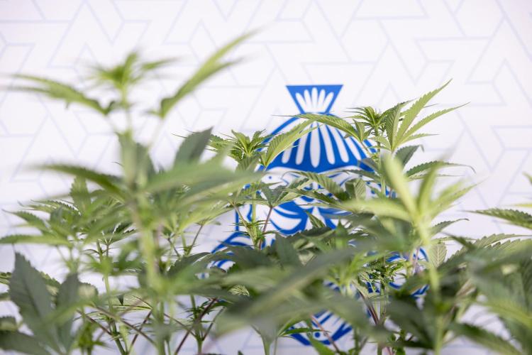 Tropicana Cookies #2 - Zamnesia x B&B. Week 8 - Tropicana Cookies #2 - Topping x 16 - 1st Week Bloom