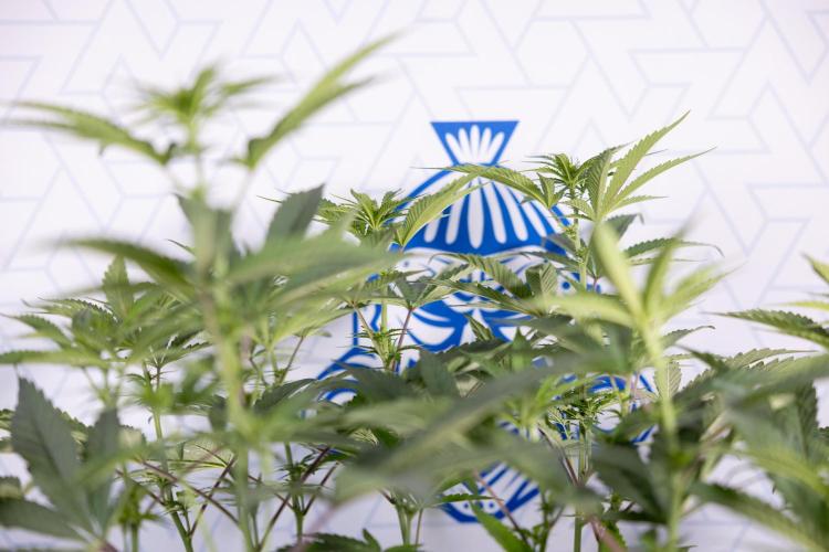 Tropicana Cookies #2 - Zamnesia x B&B. Week 8 - Tropicana Cookies #2 - Topping x 16 - 1st Week Bloom