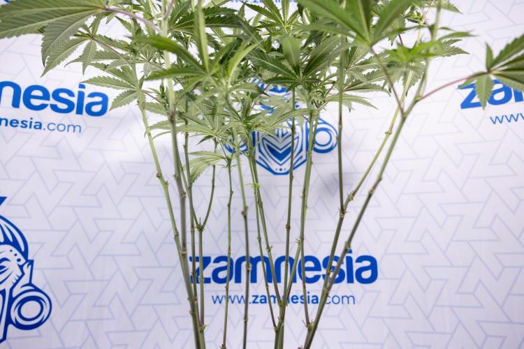 Tropicana Cookies #2 - Zamnesia x B&B. Week 8 - Tropicana Cookies #2 - Topping x 16 - 1st Week Bloom