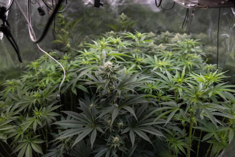 Tropicana Cookies #2 - Zamnesia x B&B. Week 8 - Zamnesia x Plagron Photoperiodic Box 2