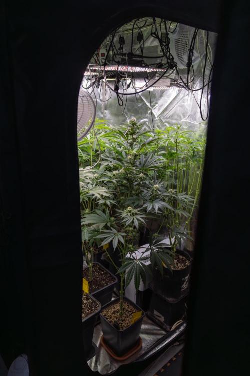 Tropicana Cookies #2 - Zamnesia x B&B. Week 8 - Zamnesia x Plagron Photoperiodic Box 2
