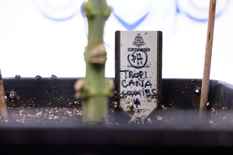 Tropicana Cookies #1 - Zamnesia x B&B. Week 6 - Tropicana Cookies #1 - No Techniques - 3rd Week Bloom