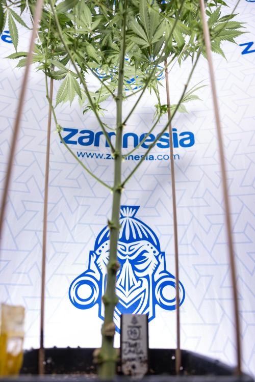 Tropicana Cookies #1 - Zamnesia x B&B. Week 6 - Tropicana Cookies #1 - No Techniques - 3rd Week Bloom