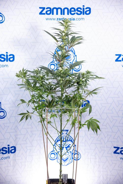 Tropicana Cookies #1 - Zamnesia x B&B. Week 6 - Tropicana Cookies #1 - No Techniques - 3rd Week Bloom