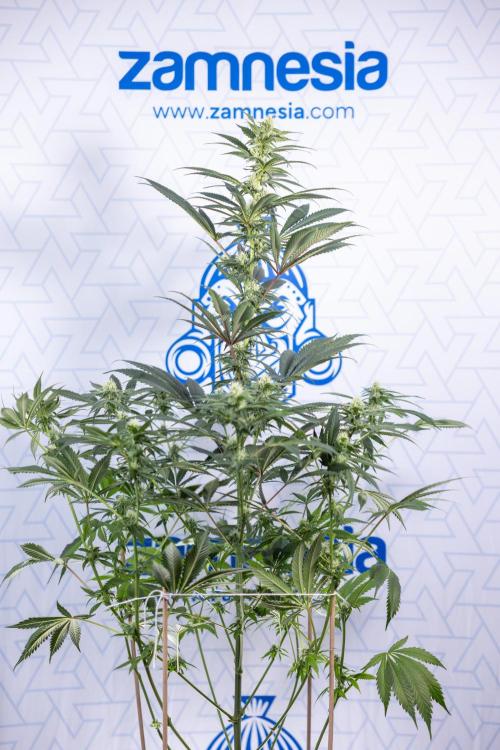 Tropicana Cookies #1 - Zamnesia x B&B. Week 6 - Tropicana Cookies #1 - No Techniques - 3rd Week Bloom