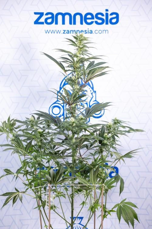 Tropicana Cookies #1 - Zamnesia x B&B. Week 6 - Tropicana Cookies #1 - No Techniques - 3rd Week Bloom